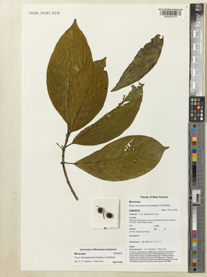 Kew Gardens K000870379:  Weiblen, G.D.; Isua, B. [2818] Papua New Guinea