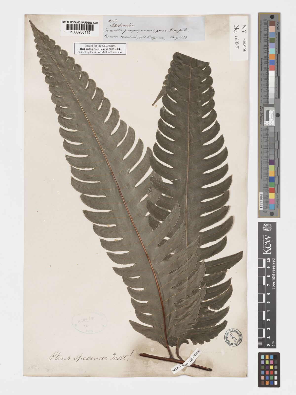Kew Gardens K000200115:  Spruce, R. [4767] Peru