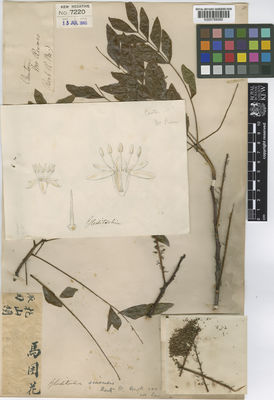 Kew Gardens K000789080:  Reeves [s.n.] China