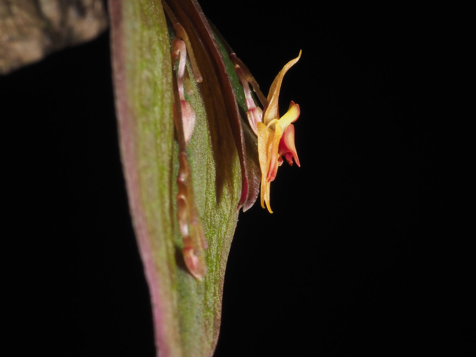 Lepanthes ortegae Luer & Hirtz | Plants of the World Online | Kew