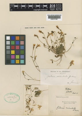 Kew Gardens K000741861:  Moore, S.L. [s.n.] Australia