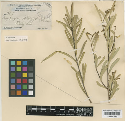 Kew Gardens K000567869:  Britton, N.L.; Cowell, J.F. [13301] Cuba