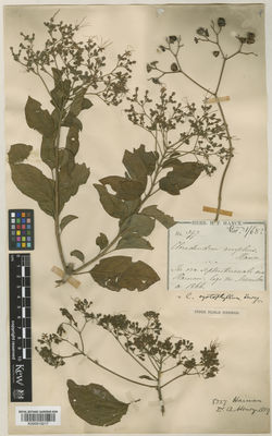 Kew Gardens K000910217:  s.coll. [397] China