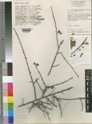 Kew Gardens K000393505:  Gillett, J.B.; Hemming, C.F.; Watson, R.M. [22060] Somalia