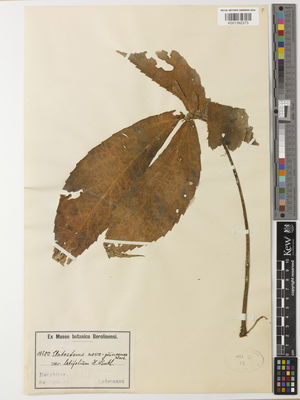 Kew Gardens K001392373:  Ledermann [10200] Papua New Guinea