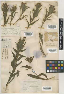 Kew Gardens K000958593:  s.coll. [80] India