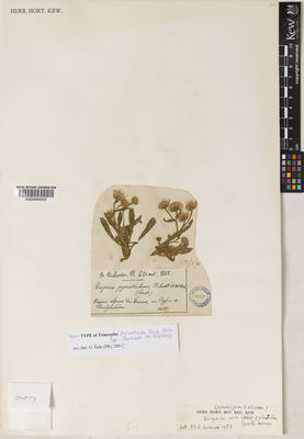 Kew Gardens K000885003:  Balansa, B. [s.n.]