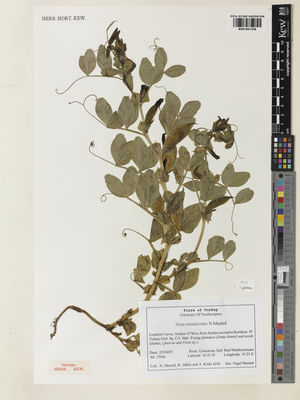 Kew Gardens K001051338:  Maxted, N.; Allkin, R.; Kitiki, A. [4256] Turkey