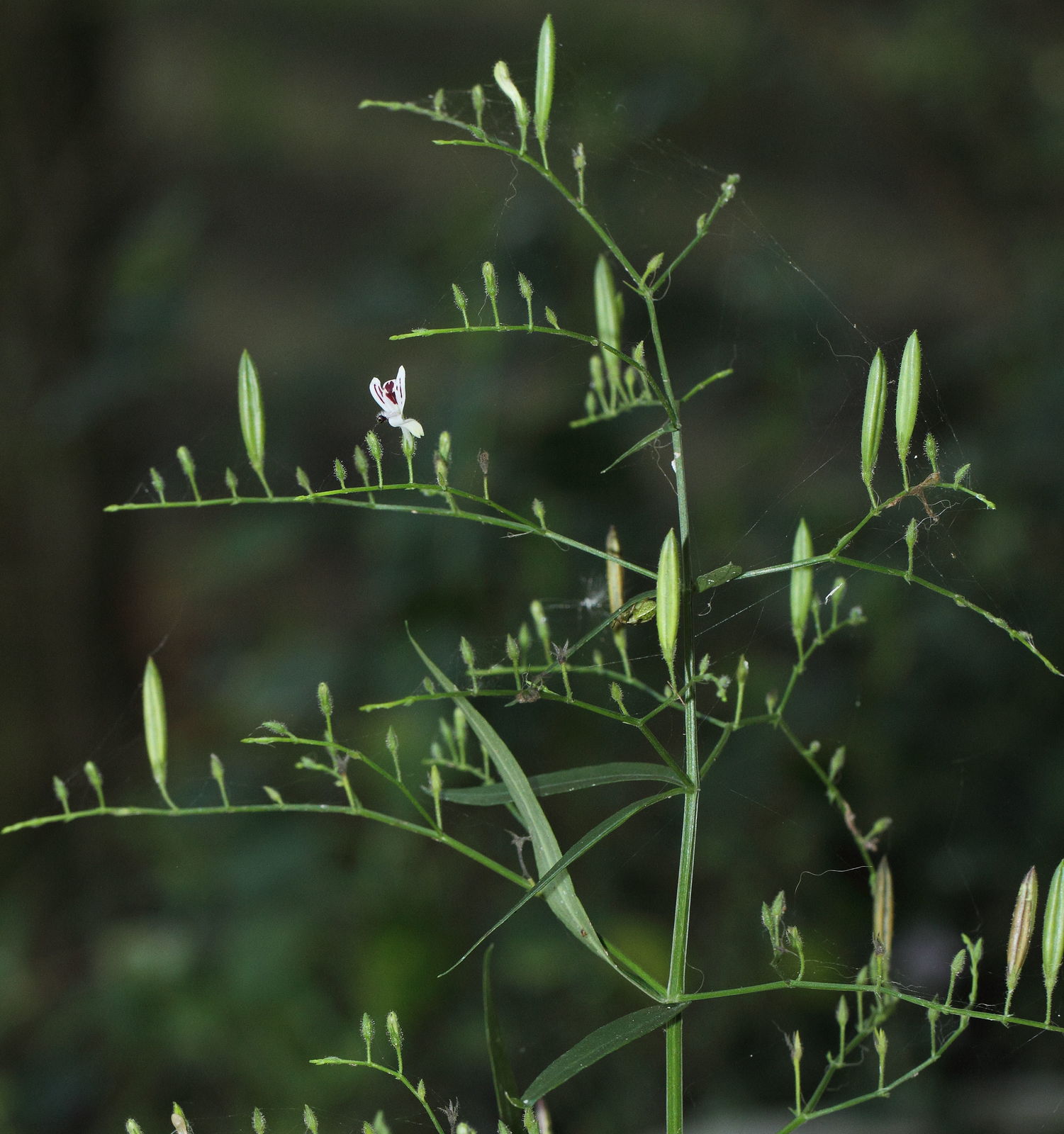 Andrographis paniculata (Burm.f.) Nees Plants of the
