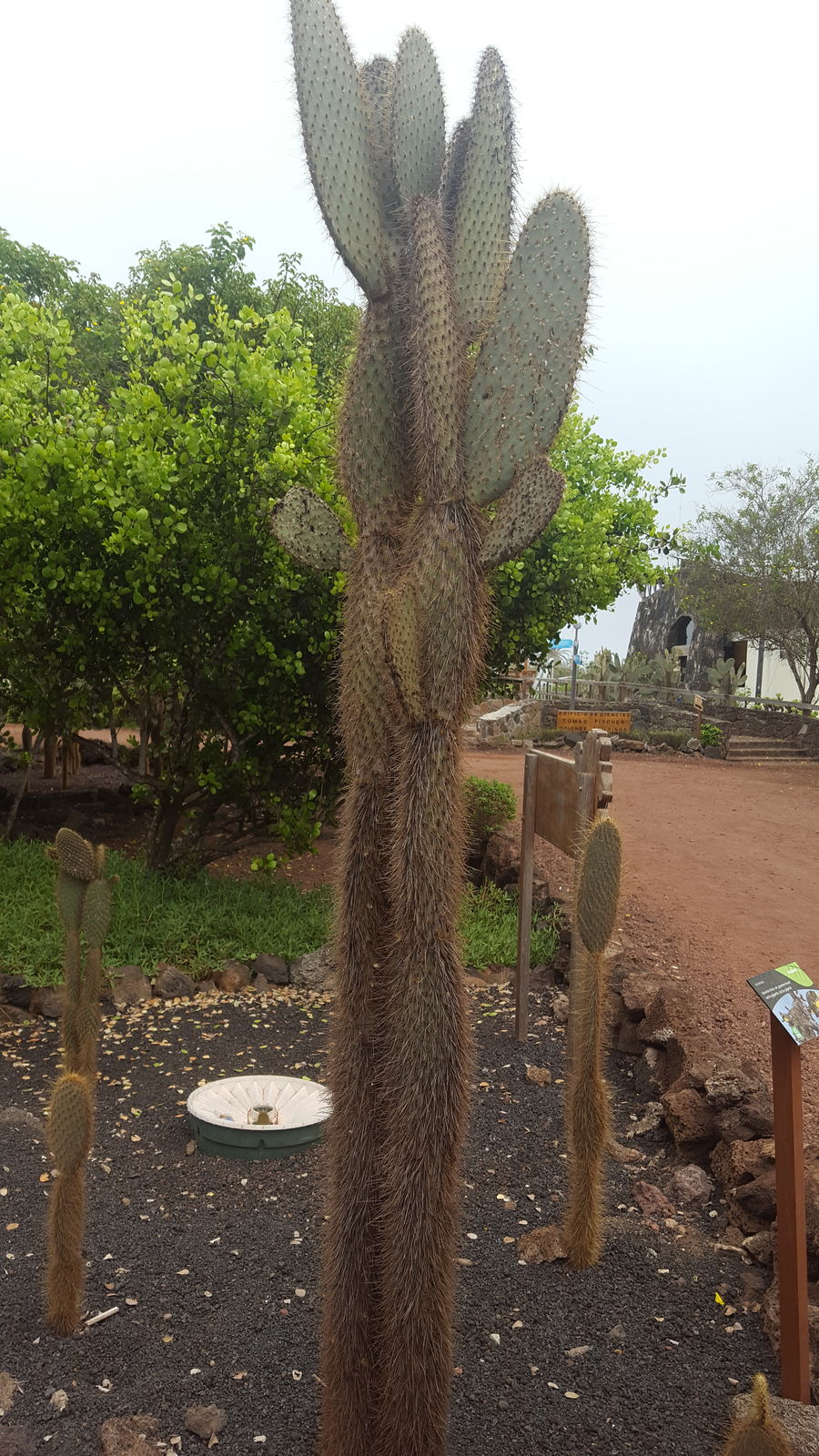 Opuntia galapageia var. gigantea (J.T.Howell) Backeb. | Plants of the World  Online | Kew Science