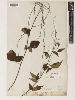 Kew Gardens K000858787:  Blinkworth, R. [5711] India