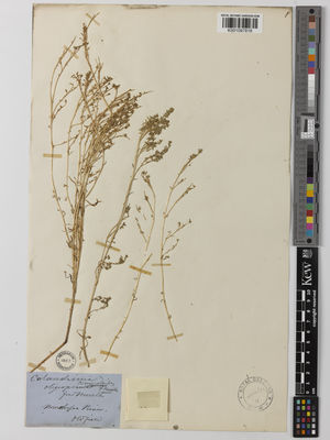 Kew Gardens K001097816:  [Kunth.] [S.n.] Australia