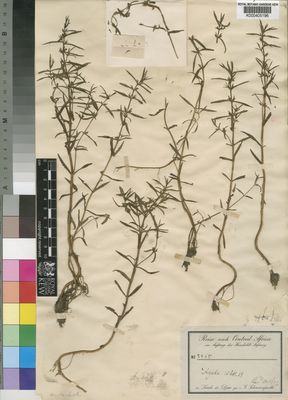 Kew Gardens K000405196:  Schweinfurth, G. [2465] Sudan