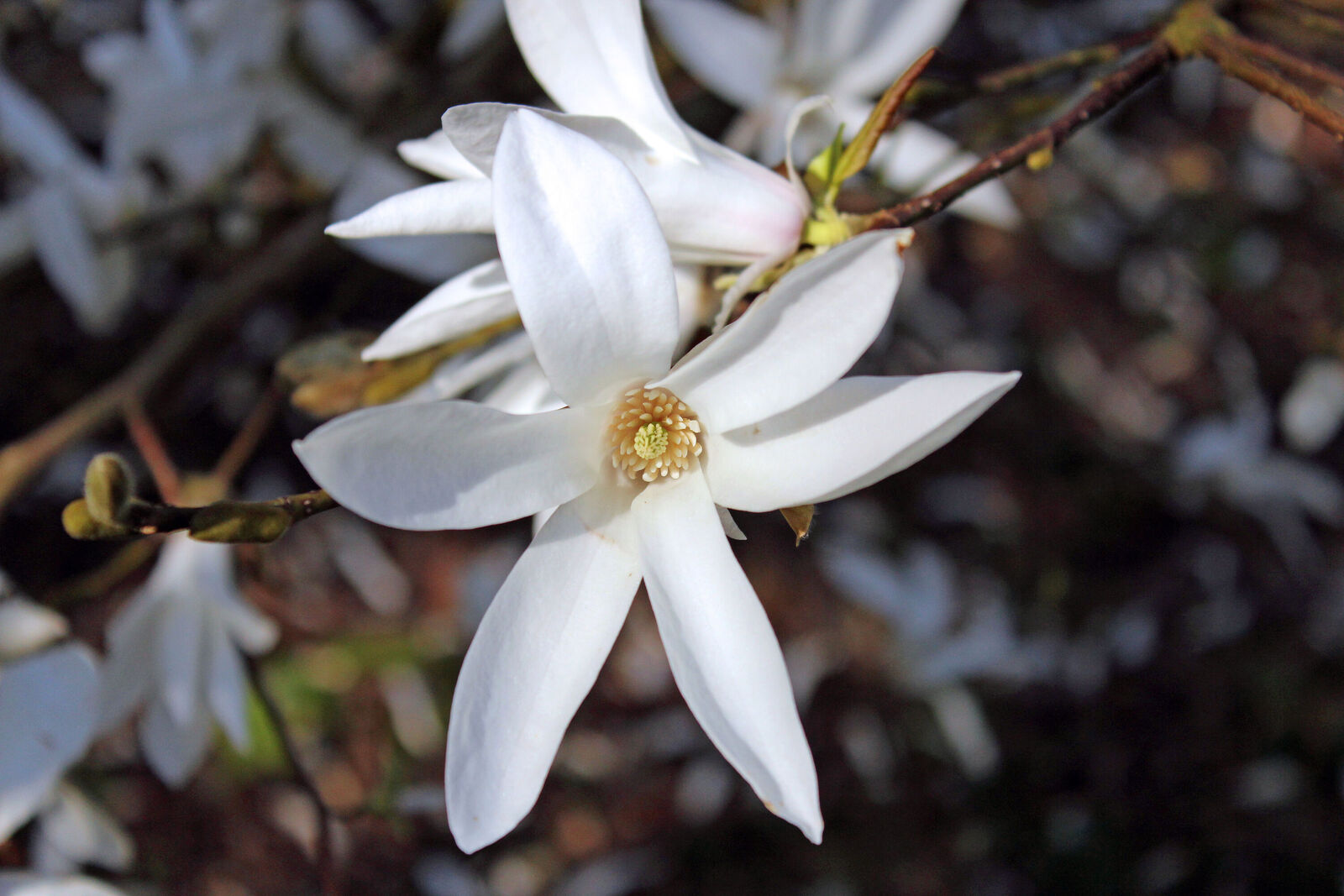 Magnolia × proctoriana