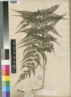 Kew Gardens K000423919:  Mann, G. [s.n.] Equatorial Guinea