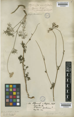 Kew Gardens K000685646:  Wallich [s.n.] Nepal