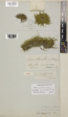 Kew Gardens K000974015:  Berggren, S. [s.n.] New Zealand