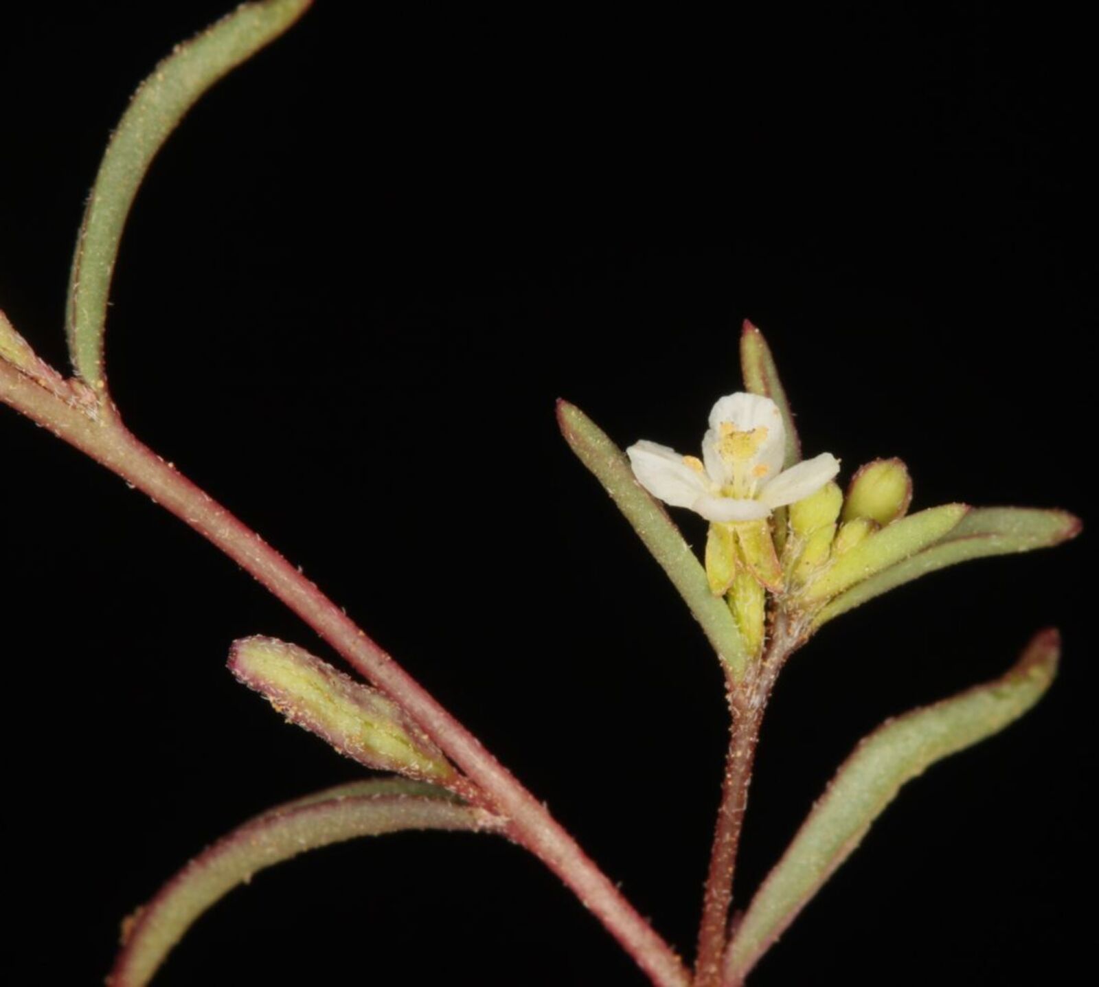 Gayophytum micranthum Hook. & Arn. | Plants of the World Online | Kew ...