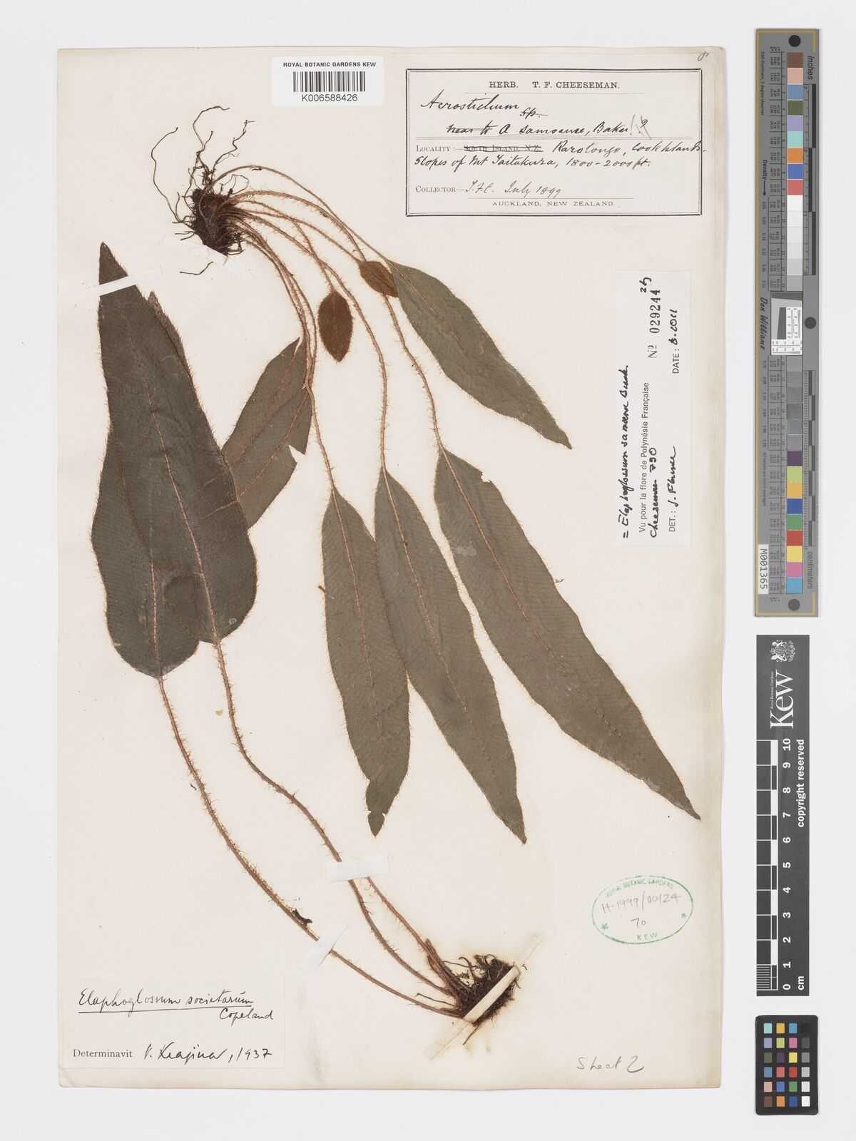 Elaphoglossum samoense