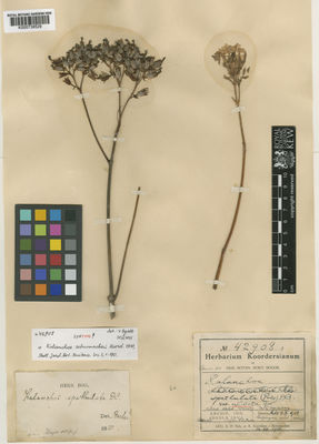 Kew Gardens K000739529:  Koorders, S.H. [42908] Indonesia