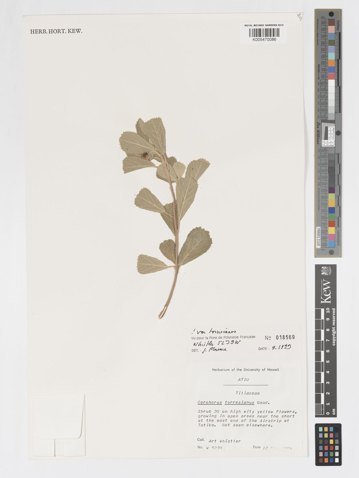 Corchorus torresianus