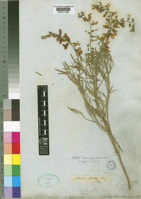 Kew Gardens K000413299:  Drege [s.n.] South Africa