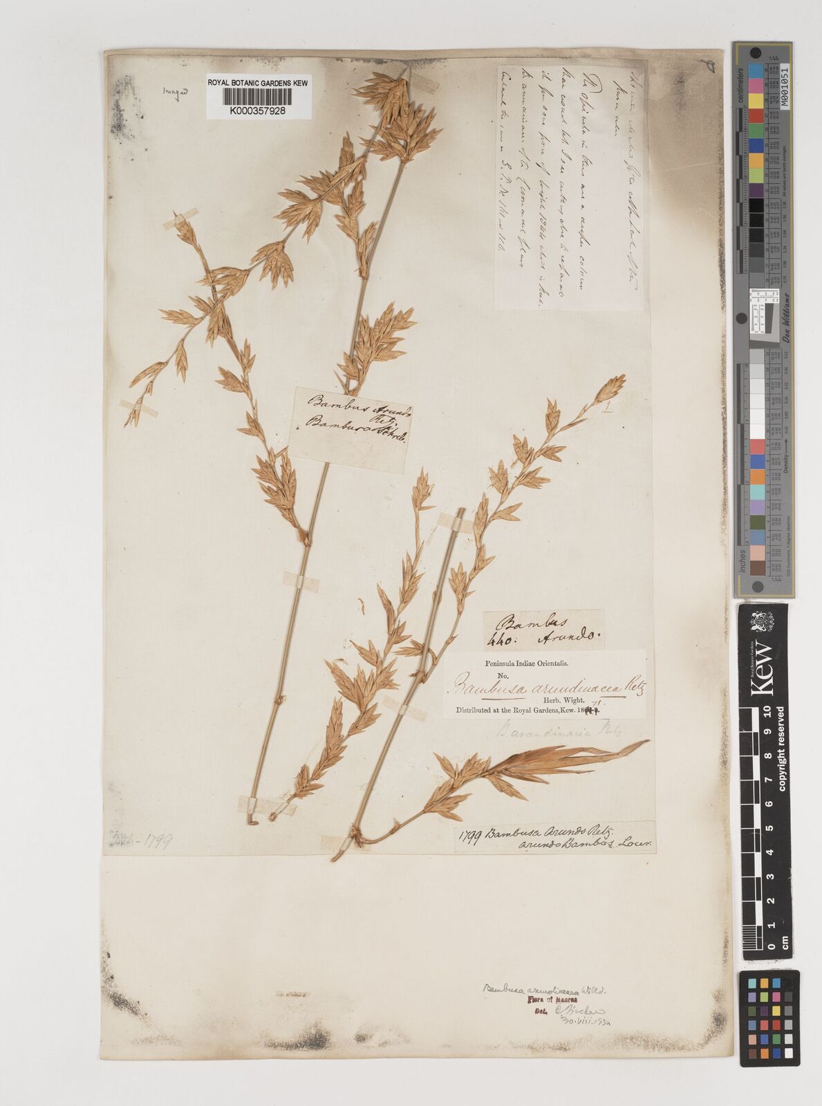 Kew Gardens K000357928:  Retzel [440 in Wight 204-1799] India