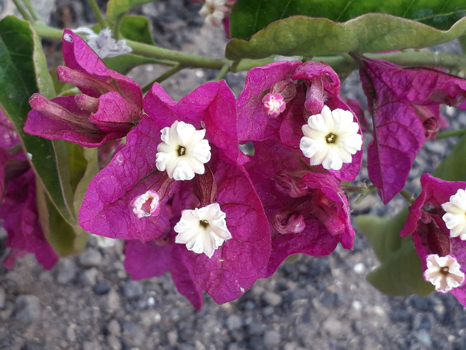 Bougainvillea glabra Choisy | Plants of the World Online | Kew Science