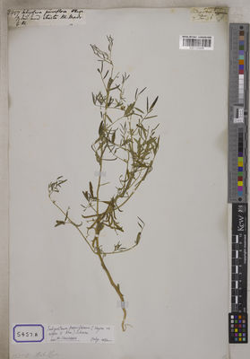 Kew Gardens K001120996:  s.coll. [Cat. no. 5457]