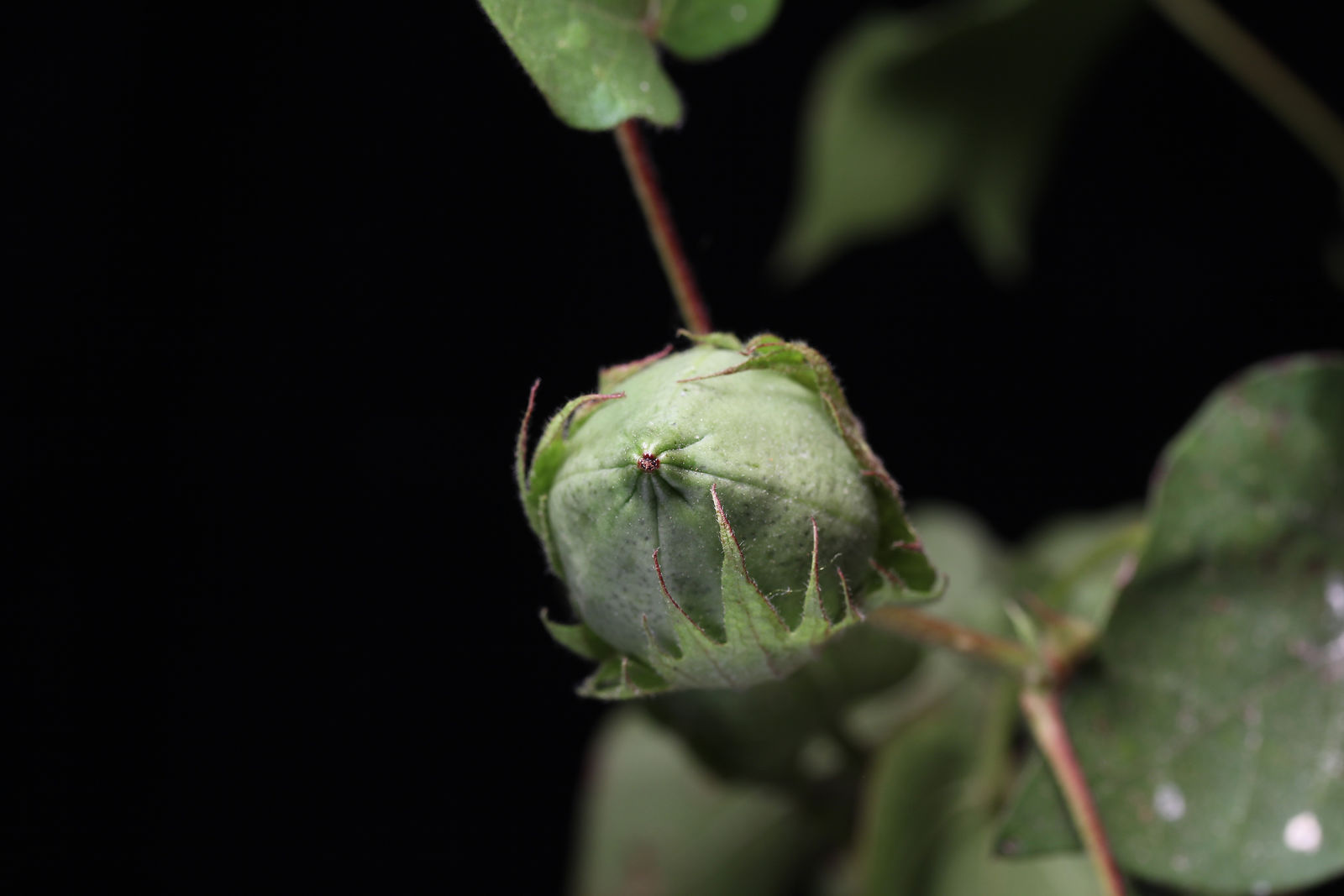 © copyright of the Board of Trustees of the Royal Botanic Gardens, Kew.