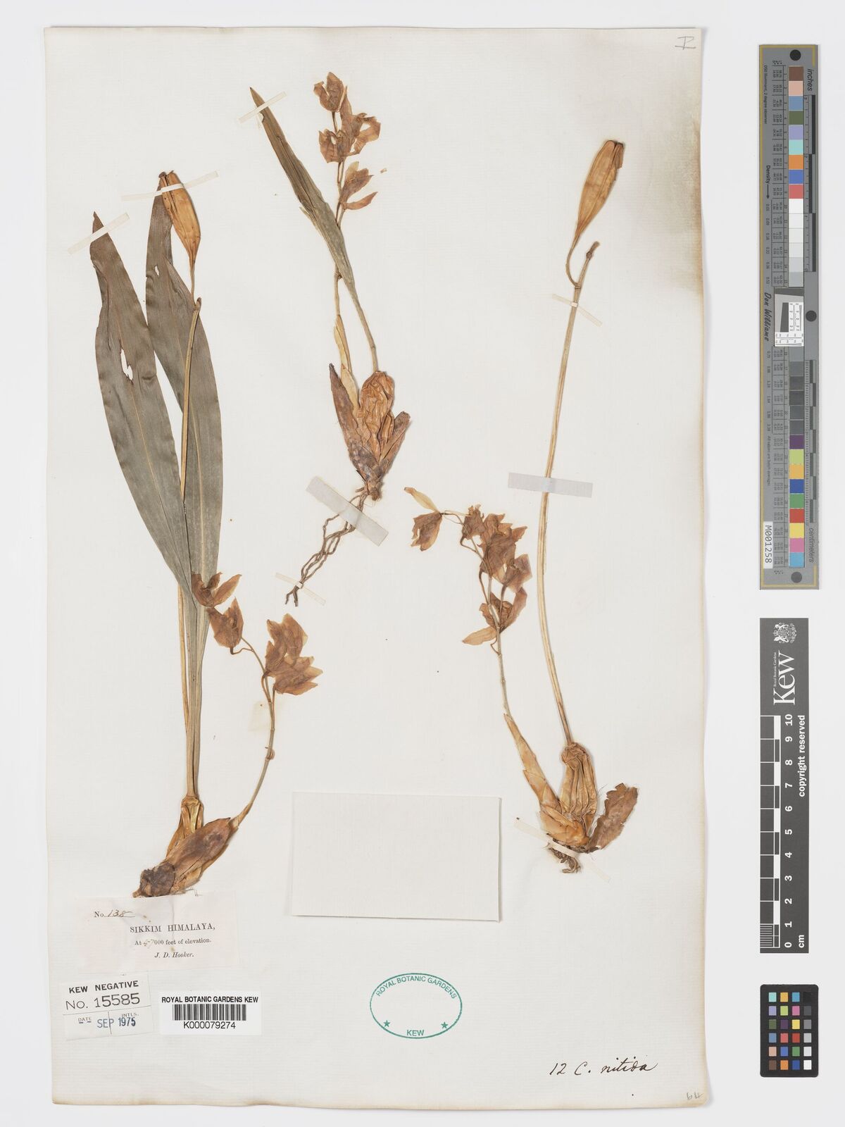 Kew Gardens K000079274:  Hooker, J.D. [138] India
