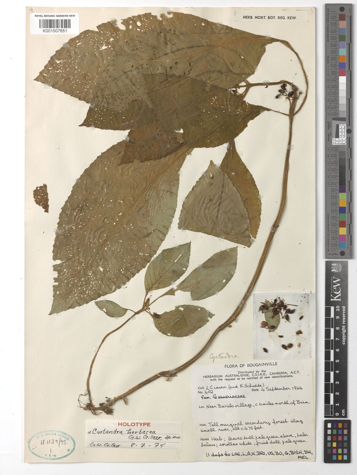 Cyrtandra herbacea