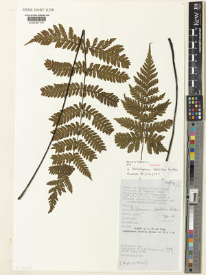 Kew Gardens K000427747:  Price, M.G.; Hernaez, B.F. [399] Philippines