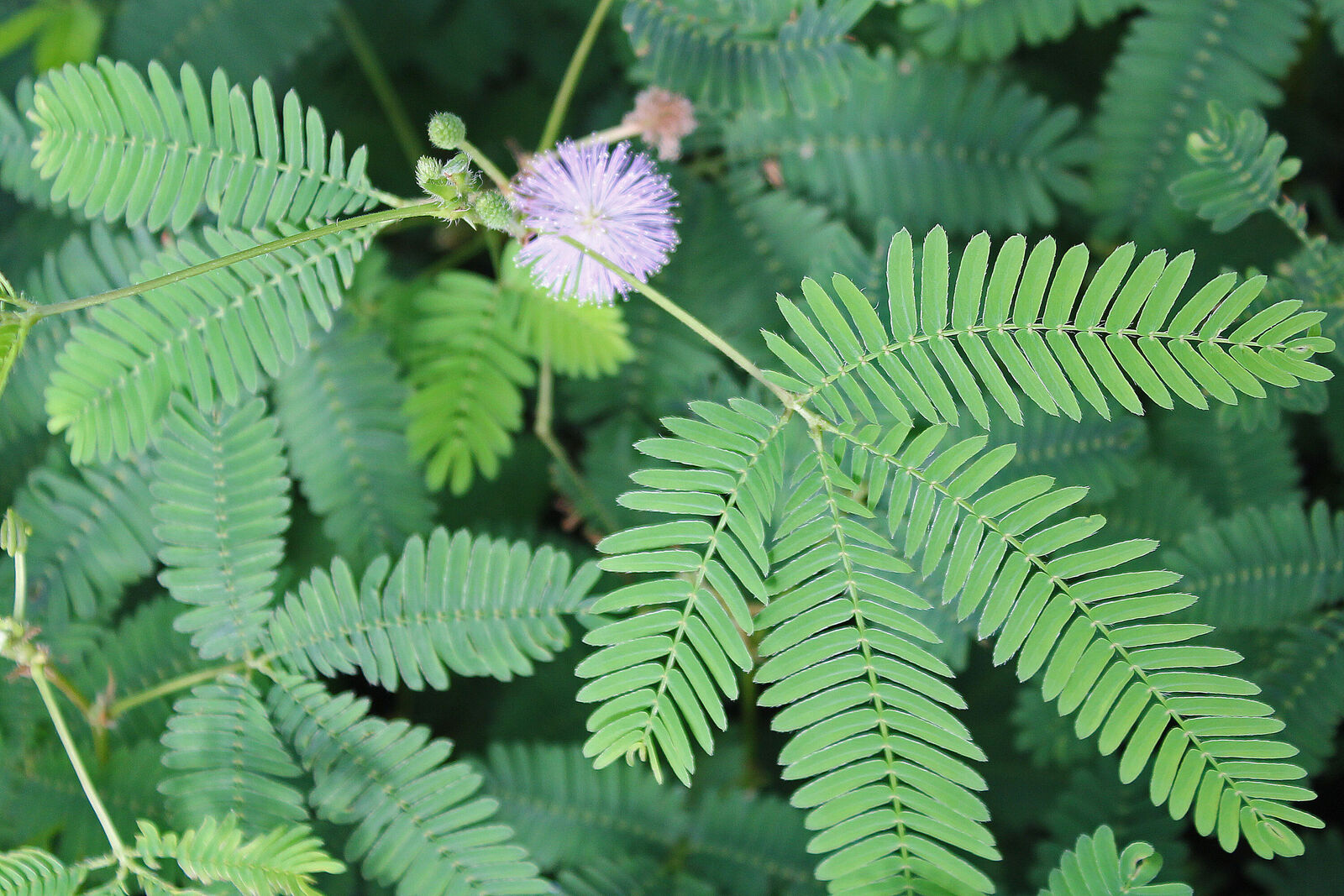 Mimosa pudica L. | Colombian Plants made accessible
