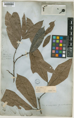 Kew Gardens K000691435:  Lemann, C.M. [s.n.] Malaysia