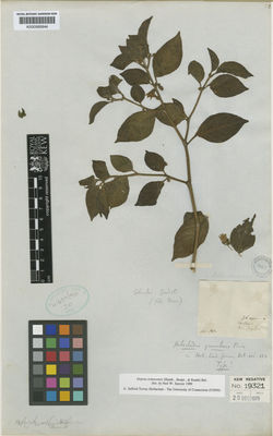 Kew Gardens K000585844:  Goudot [s.n.] Colombia