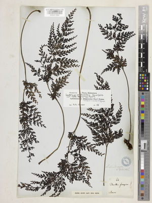 Kew Gardens K000913990:  s.coll. [44]