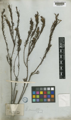 Kew Gardens K000221917:  s.coll. [828] Brazil