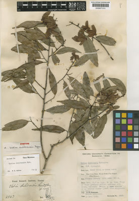 Kew Gardens K000671310:  Native Collector [2543] Borneo