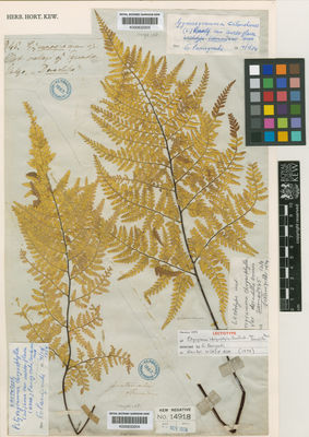 Kew Gardens K000633204:  Skinner [s.n.] Guatemala