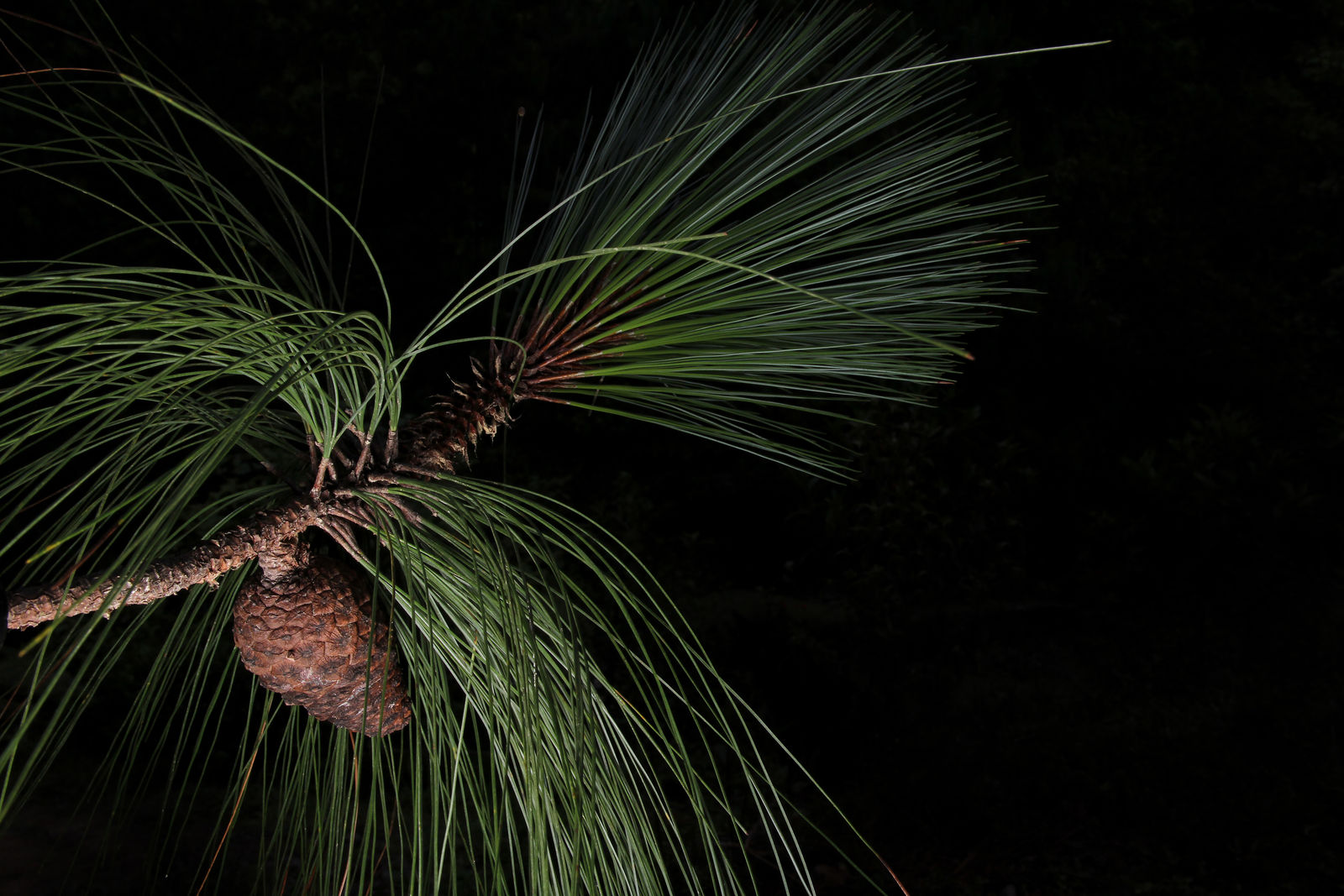 ca 15 cm hoch SeedeoВ® Armands Kiefer/Davids-Kiefer Pinus armandii 