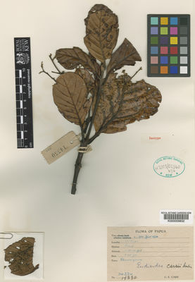 Kew Gardens K000009832:  Carr, C.E. [14330] Papua New Guinea