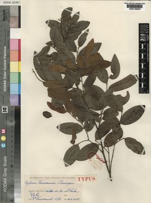 Kew Gardens K000199052:  Toussaint, L. [373] Congo, Democratic Republic of the