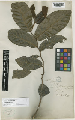 Kew Gardens K000739195:  Wallich, N. [6458B] Malaysia