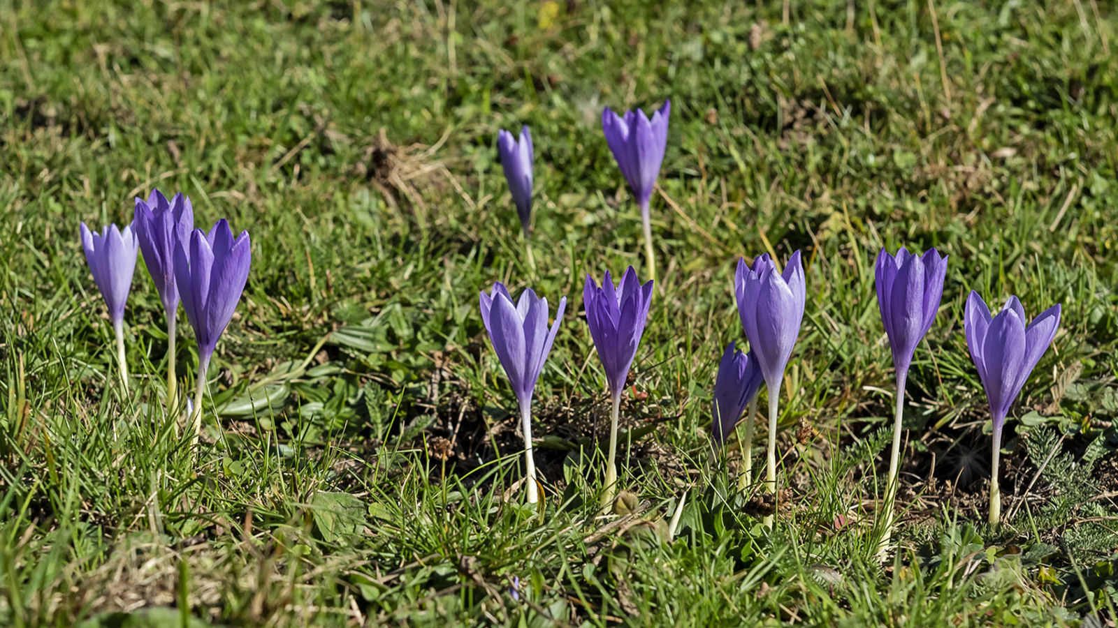 © copyright of the Board of Trustees of the Royal Botanic Gardens, Kew.