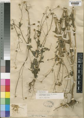 Kew Gardens K000410170:  Last, J.T. [s.n.] Mozambique