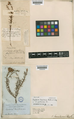 Kew Gardens K000642450:  Wilkies [s.n.] Australia