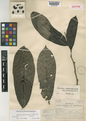 Kew Gardens K000487333:  Cooper, G.P. [382] Panama