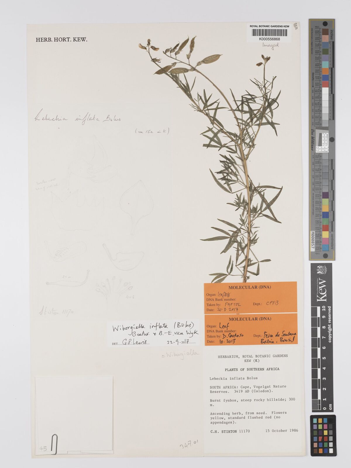 Kew Gardens K000556868:  Stirton, C.H. [11170] South Africa