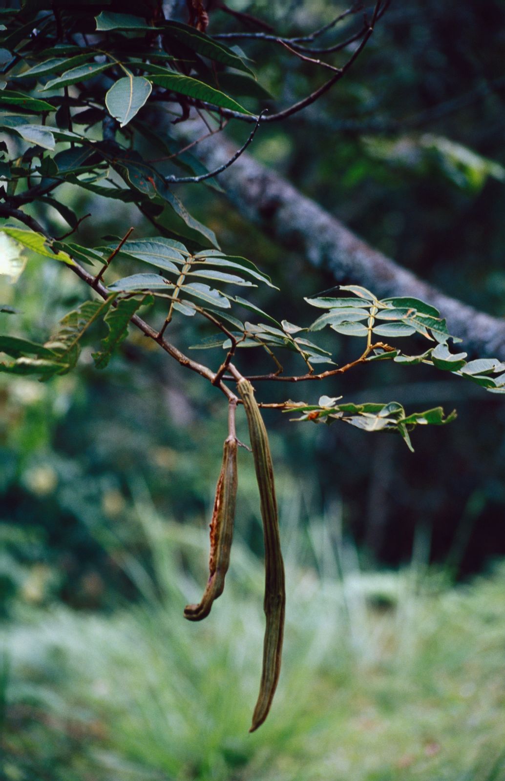 © copyright of the Board of Trustees of the Royal Botanic Gardens, Kew.